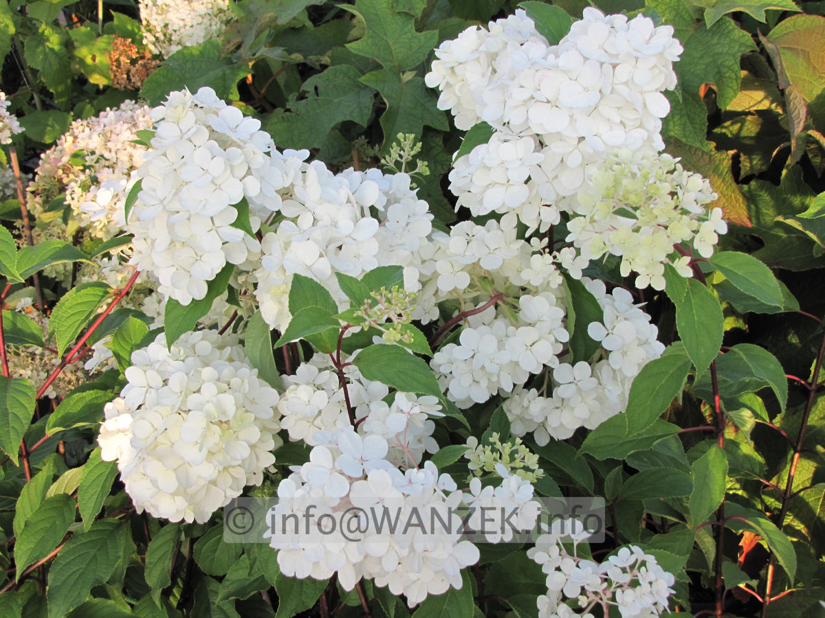 Hydrangea paniculata Pinky Winky 03 Blueten.JPG